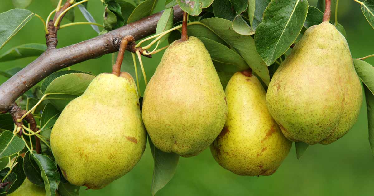 Pear Fruit Has Numerous Health Advantages