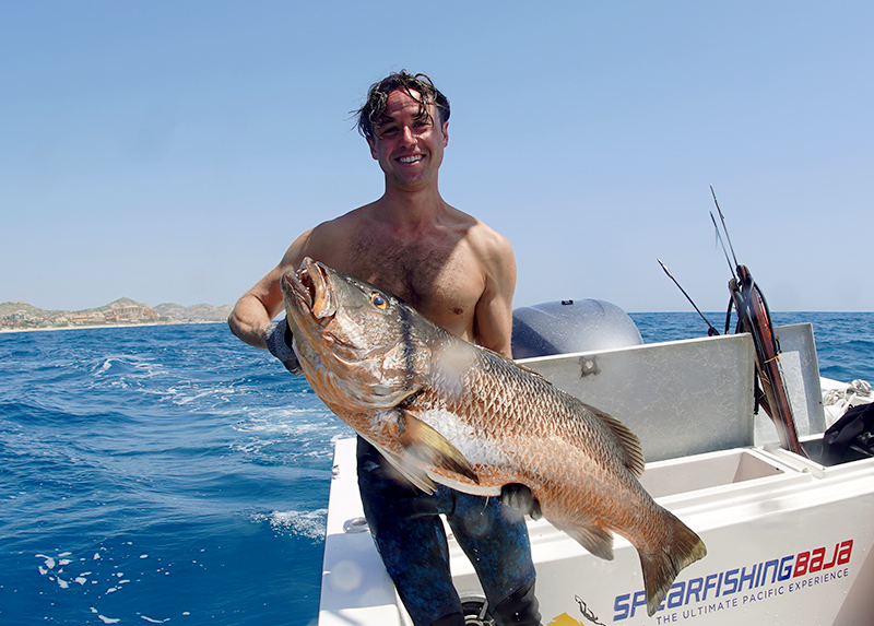 Spearfishing in Baja: Exploring the Best Locations, Catching Fish, and Essential
