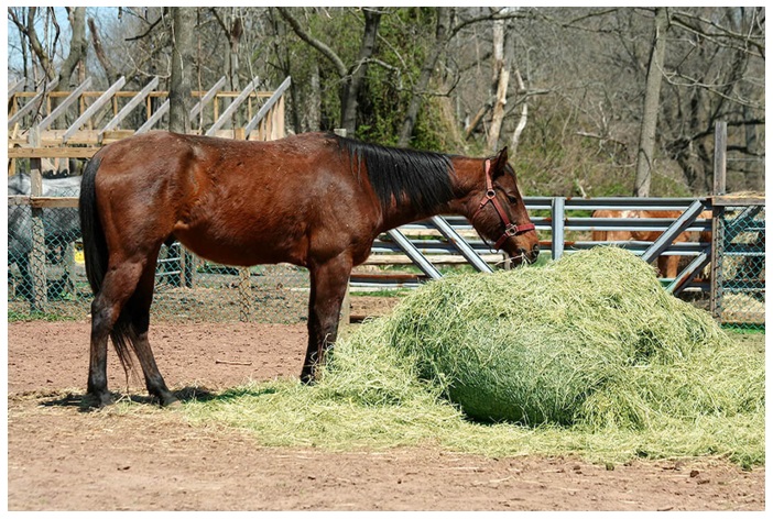 The Nutritional Benefits of Alfalfa for Horses