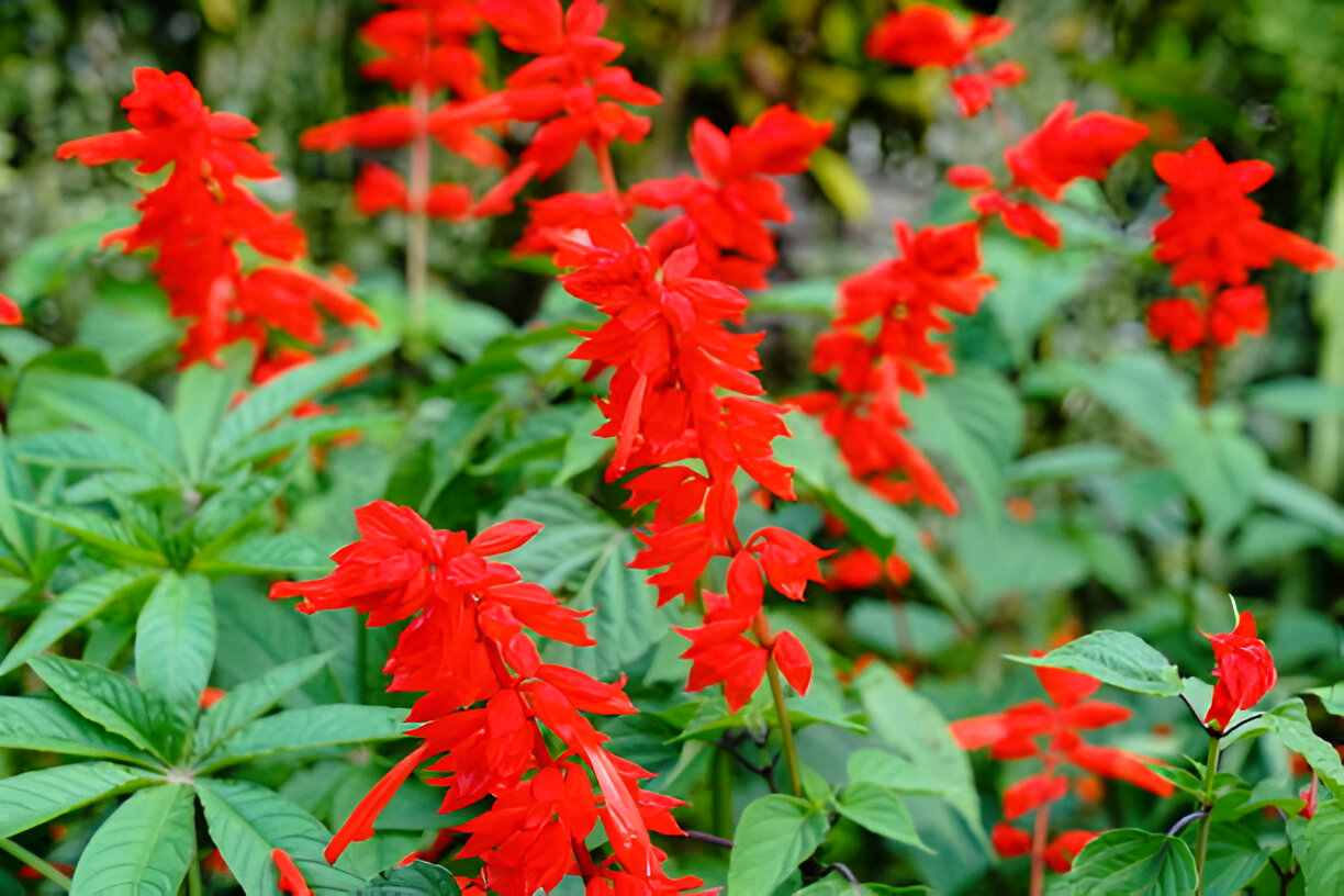 Winter Flowering Plants: Bring Color to Your Garden in the Cold