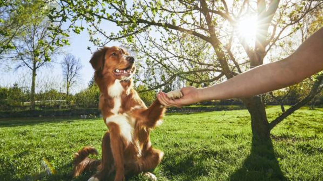 Obedience Training for Dogs: Essential Techniques Covered