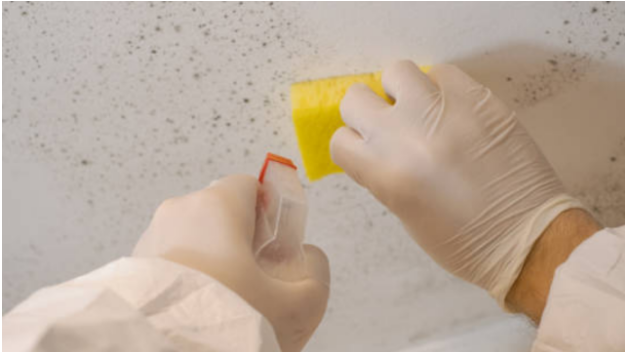 How Mold Remediation Services Effectively Tackle Mold Growth