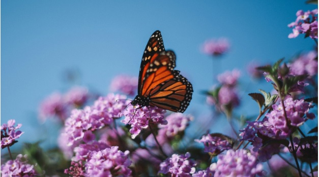 Where Can I Photograph Monarch Butterflies?