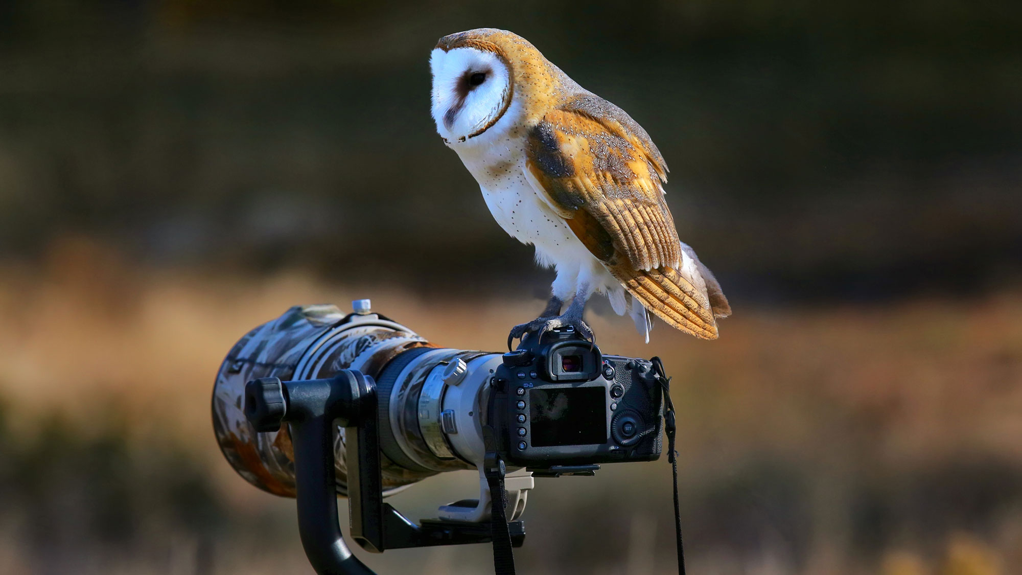 7 Wildlife Photography Mistakes to Avoid for Better Shots