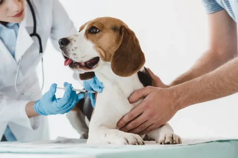 The Importance of Regular Vaccination for Pets for Protecting Their Health and Happiness