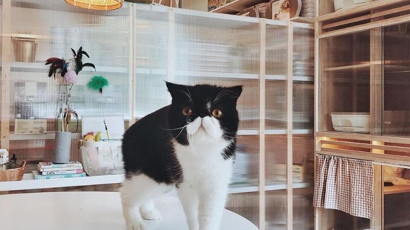 The Essential Guide to Pet Grooming: Keeping Your Furry Friend Healthy and Happy