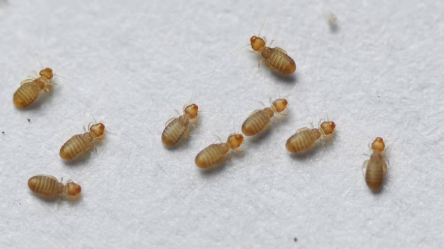 Bye Bye Booklice: Effective Booklice Treatment and Prevention in Singapore