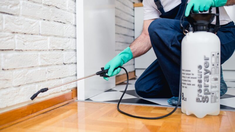 Rodent Control Tips: How to Prevent and Eliminate Rats and Mice from Your Property