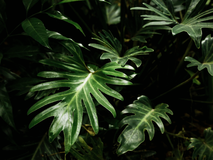 Foliage Plants: The Silent Artists That Paint Your Home with Green