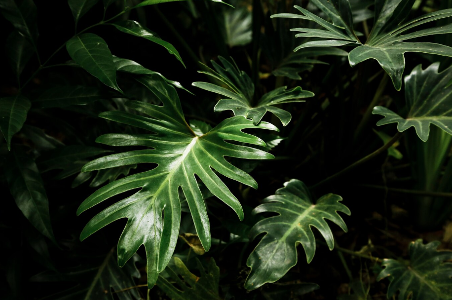 Foliage Plants: The Silent Artists That Paint Your Home with Green