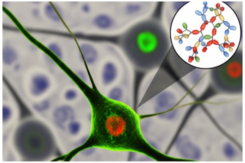 Applications of Ig Secondary Antibodies in Neuroscience Research
