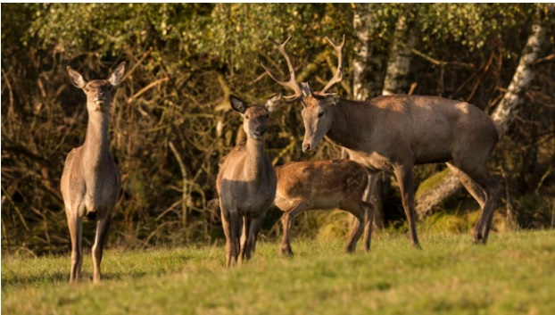 The Role of Expert Mentorship in Wildlife Photography Workshops