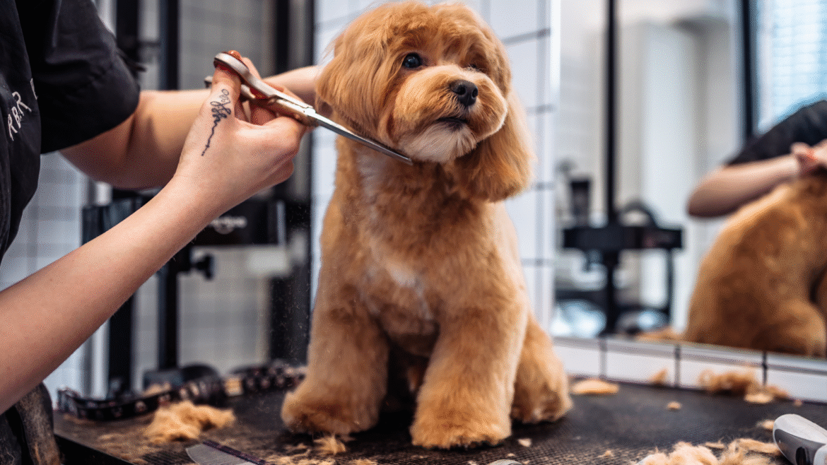 Benefits of Professional Pet Groomers in Abbotsford