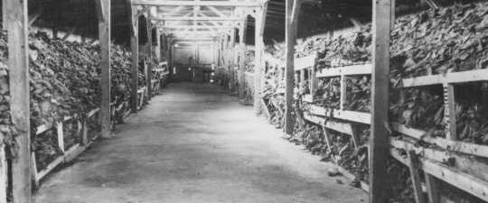 Holocaust