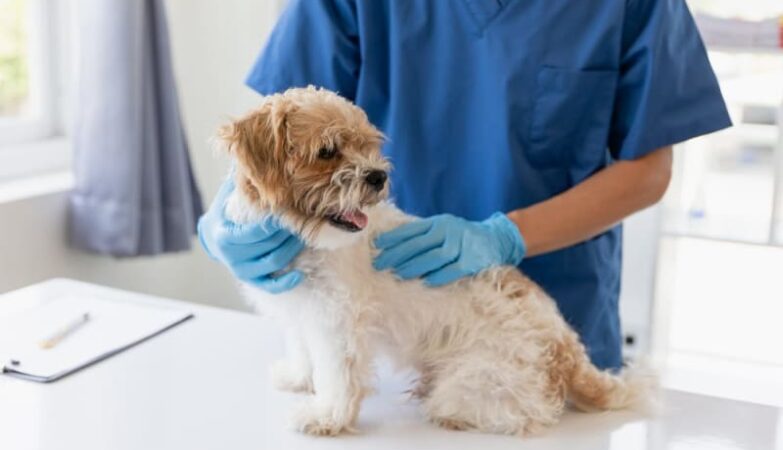 Pet Vaccination