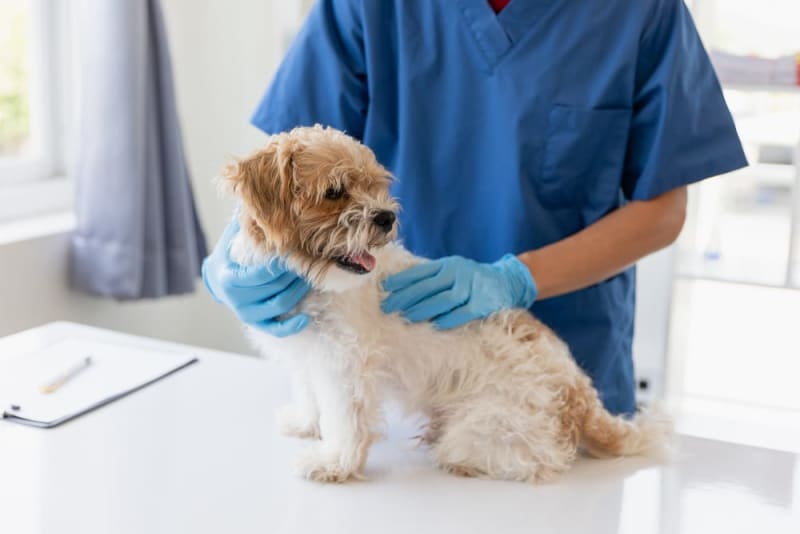 Protecting Your Pet’s Health: The Importance of Pet Vaccination