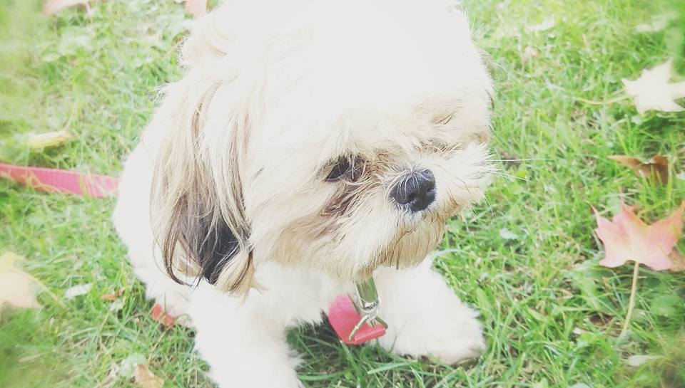 Why Puppy Daycare Is Essential for Your Furry Friend’s Growth