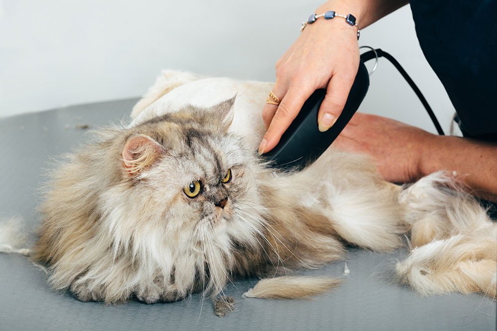 Cat Grooming: Essential Tips for a Healthy and Happy Feline
